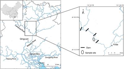 Gut microbiomes of cyprinid fish exhibit host-species symbiosis along gut trait and diet